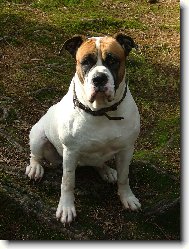 Americk bulldog