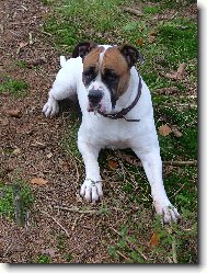 Americk bulldog