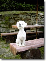 Bichon á poil frisé, Bichon Frise