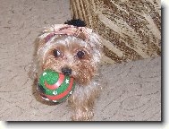 Jorkšírský terier, Yorkshire Terrier,