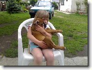 Deutscher Boxer