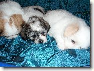 Coton de Tulear