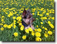 Jorkšírský terier, Yorkshire Terrier,