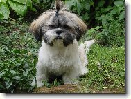 icu, Shih-Tzu