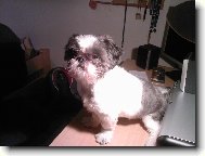icu, Shih-Tzu