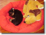 Jorkšírský terier, Yorkshire Terrier,
