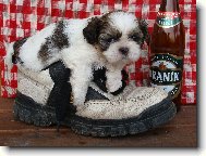 icu, Shih-Tzu