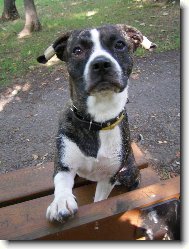 Boston Terrier