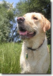 Retriever