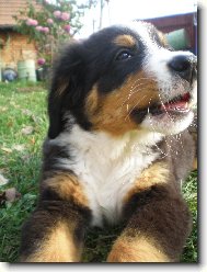 Berner Sennenhund