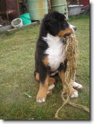 Berner Sennenhund