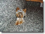 Jorkšírský terier, Yorkshire Terrier,