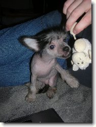 Chinese crested dog \(Dog standard\)