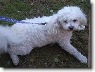 Bichon á poil frisé, Bichon Frise