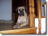 Bullmastiff