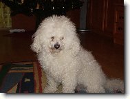 Bichon á poil frisé, Bichon Frise