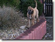 Afghan hound \(Dog standard\)