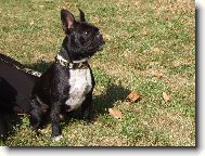 Bouledogue francais, French Bulldog