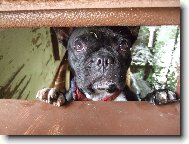 Bouledogue francais, French Bulldog
