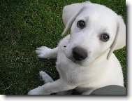 Retriever