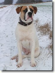 Americk bulldog