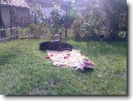Deutsche Dogge