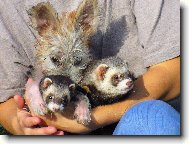 Chinese crested dog \(Dog standard\)