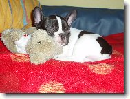 Bouledogue francais, French Bulldog