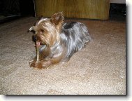 Jorkšírský terier, Yorkshire Terrier,