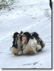 icu, Shih-Tzu