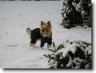 Jorkšírský terier, Yorkshire Terrier,