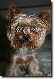Jorkšírský terier, Yorkshire Terrier,