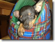 Prague ratter \(Dog standard\)