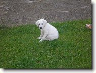 Retriever