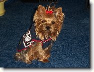 Jorkšírský terier, Yorkshire Terrier,