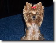 Jorkšírský terier, Yorkshire Terrier,