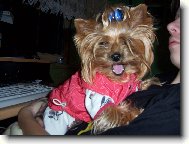 Jorkšírský terier, Yorkshire Terrier,