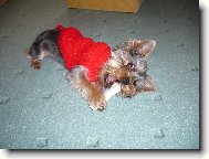 Jorkšírský terier, Yorkshire Terrier,