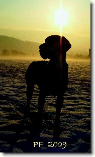 Deutsche Dogge