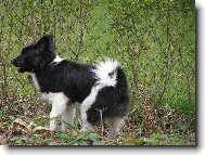 Deutscher spitz - Mittelspitz, German Spitz Medium size Spitz