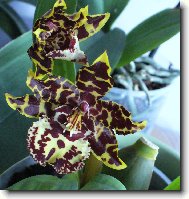 Orchidaceae