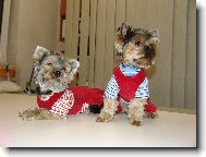 Jorkšírský terier, Yorkshire Terrier,