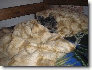 Jorkšírský terier, Yorkshire Terrier,