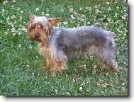 Jorkšírský terier, Yorkshire Terrier,