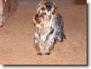Jorkšírský terier, Yorkshire Terrier,