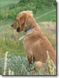 Golden Retriever