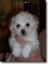 Bichon á poil frisé, Bichon Frise