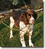 English springer spaniel \(Dog standard\)