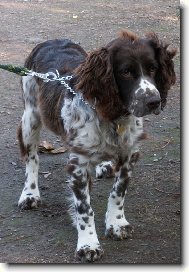 English springer spaniel \(Dog standard\)