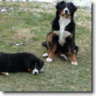 Berner Sennenhund
